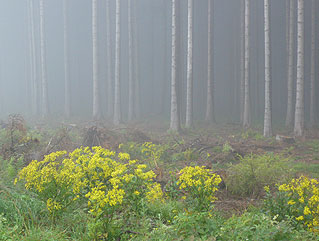 Photo of forest