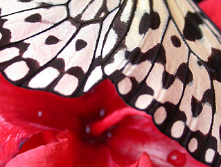 Photo of butterfly on flower