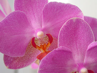 Photo of flower
